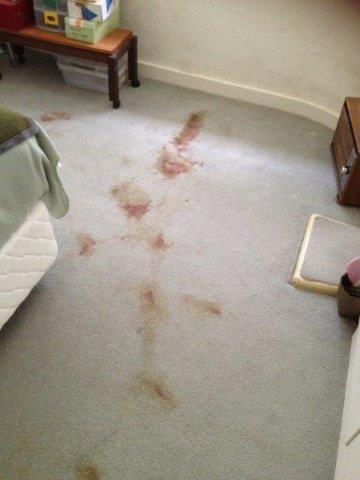 Blood stains on carpet before cleaning