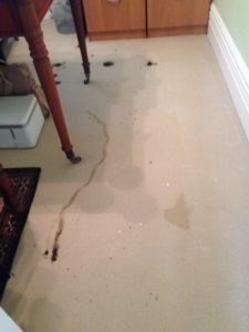 Carpet cleaning Sydney, Carpet Cleaners Sydney – Butler Carpet Cleaning